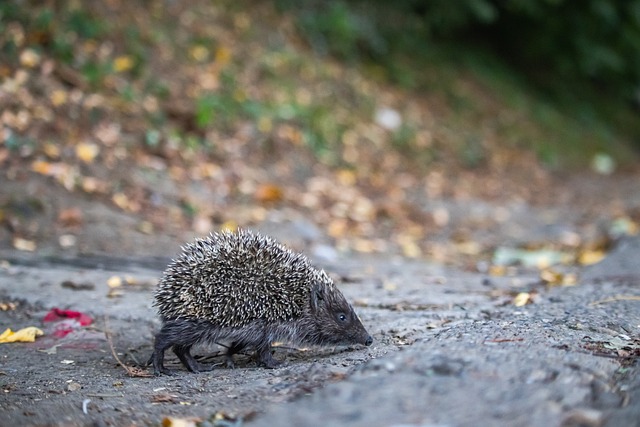 体育发展指 体育发展指